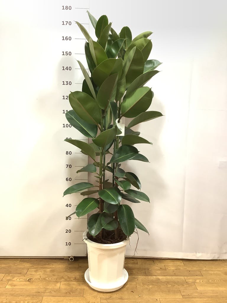 観葉植物 フィカス ロブスター 10号 ストレート プラスチック鉢 | 観葉