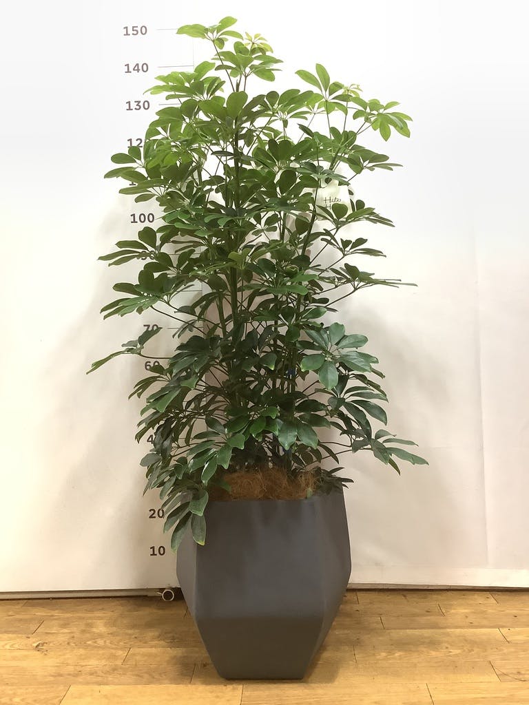 観葉植物 シェフレラ【145cm】 13号 プラスチック鉢 #70763 ※1都3県