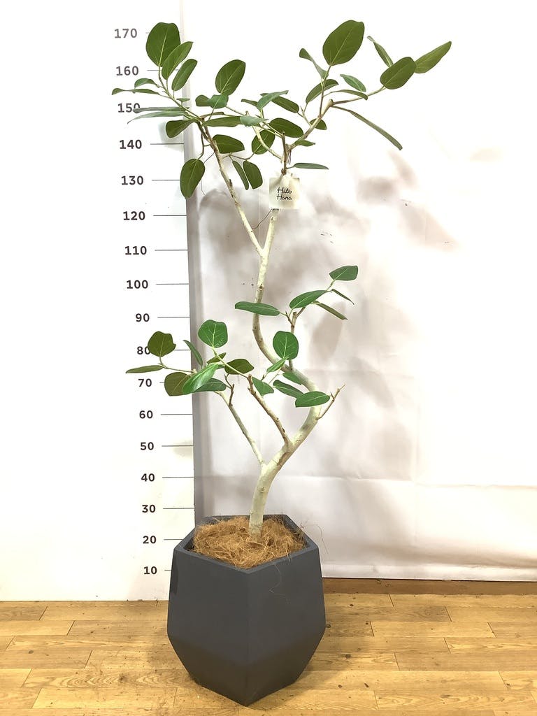 観葉植物 フィカス ベンガレンシス 8号 曲り ファイバークレイGray