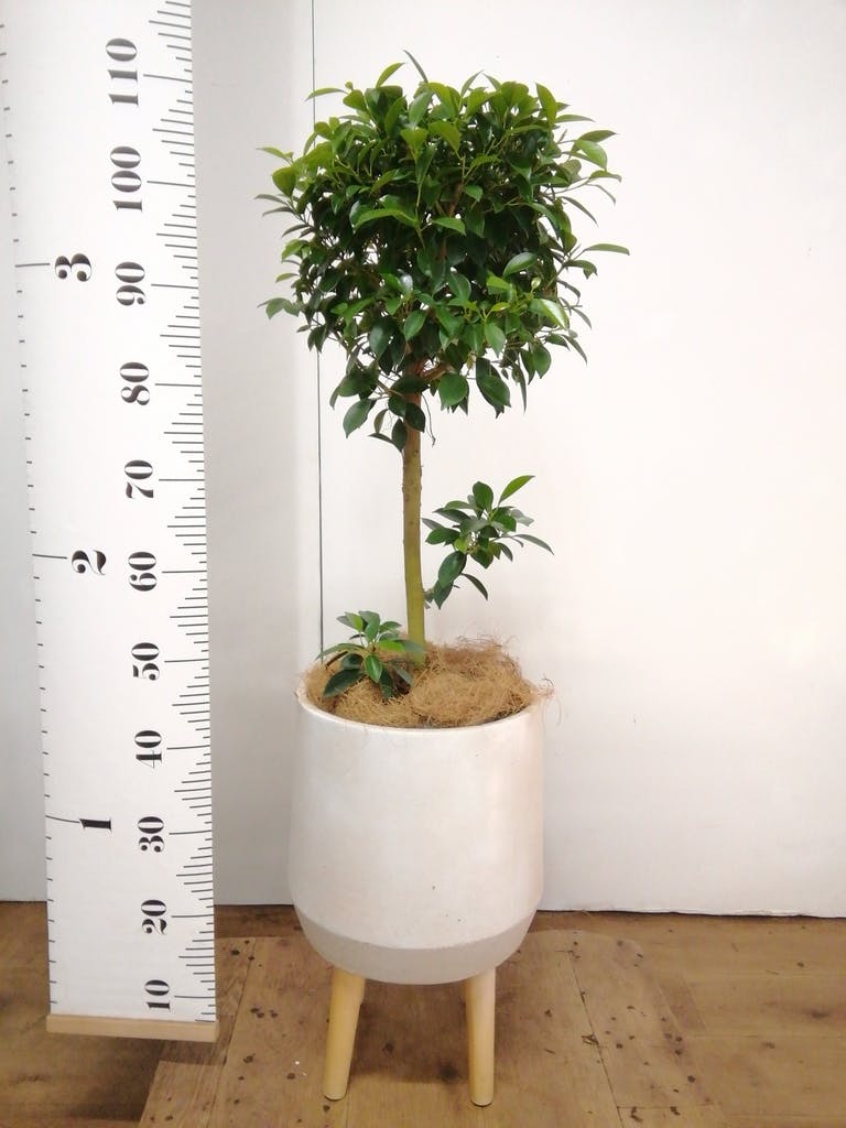 観葉植物 フィカス ナナ 7号 プラスチック鉢 | 観葉植物ならHitoHana
