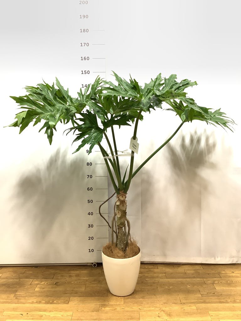 セローム ヒトデカズラ 根あがり | 観葉植物通販HitoHana(ひとはな) セローム ヒトデカズラ 根あがり | 観葉植物通販HitoHana(ひとはな)