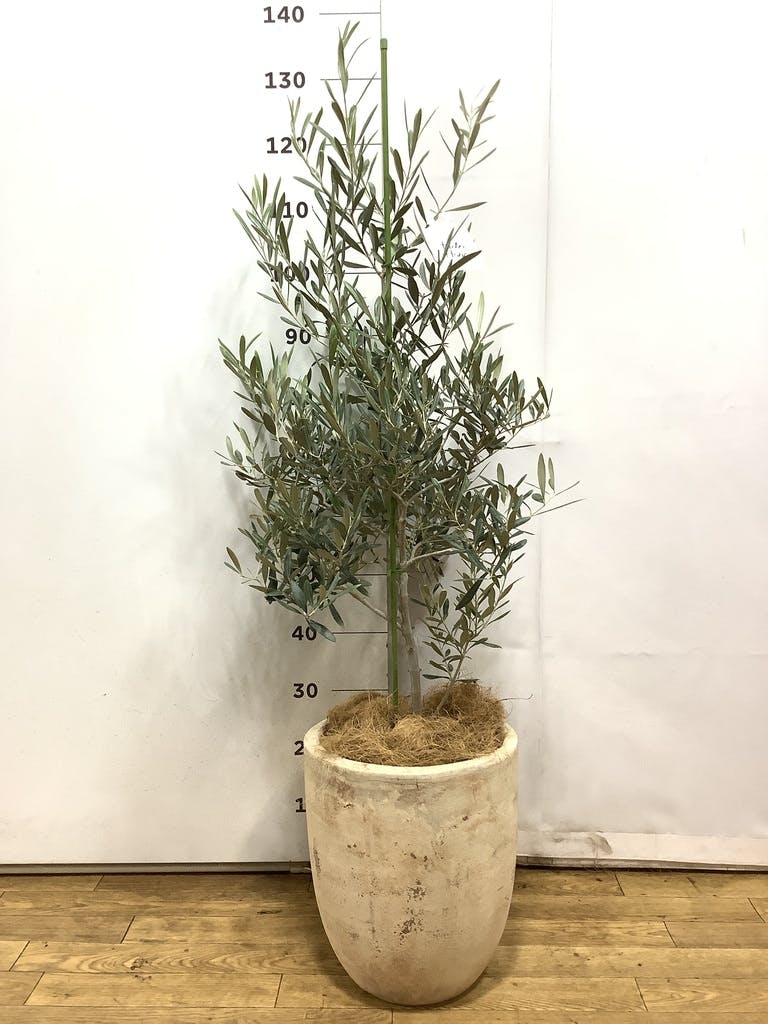 オリーブの木 デルモロッコ | 観葉植物通販HitoHana(ひとはな)
