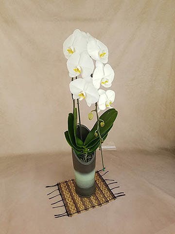 胡蝶蘭大輪 白 1本立ち 和鉢かぐや | 胡蝶蘭ならHitoHana(ひとはな)