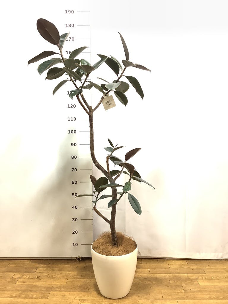 フィカス バーガンディ | 観葉植物の通販ならHitoHana（ひとはな）