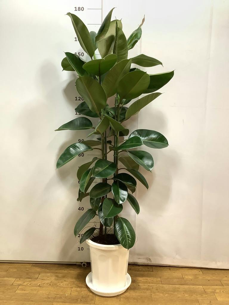 観葉植物 フィカス ロブスター 10号 ストレート プラスチック鉢 | 観葉