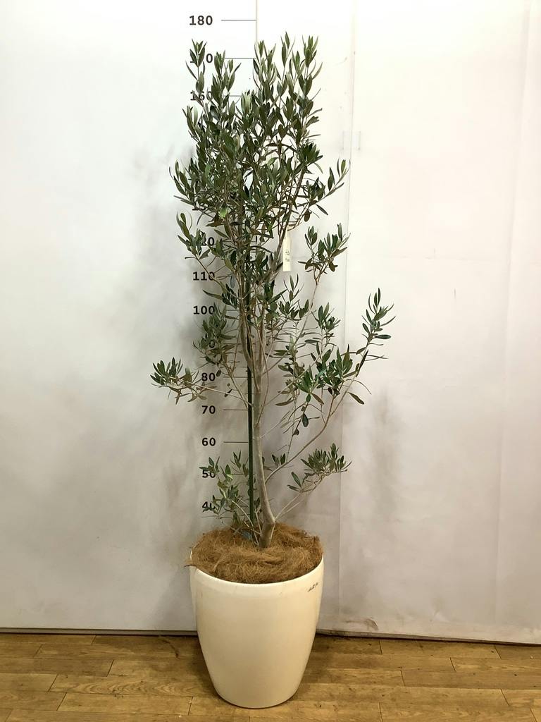 観葉植物 オリーブの木 10号 チプレッシーノ キューブ ラテルストーン