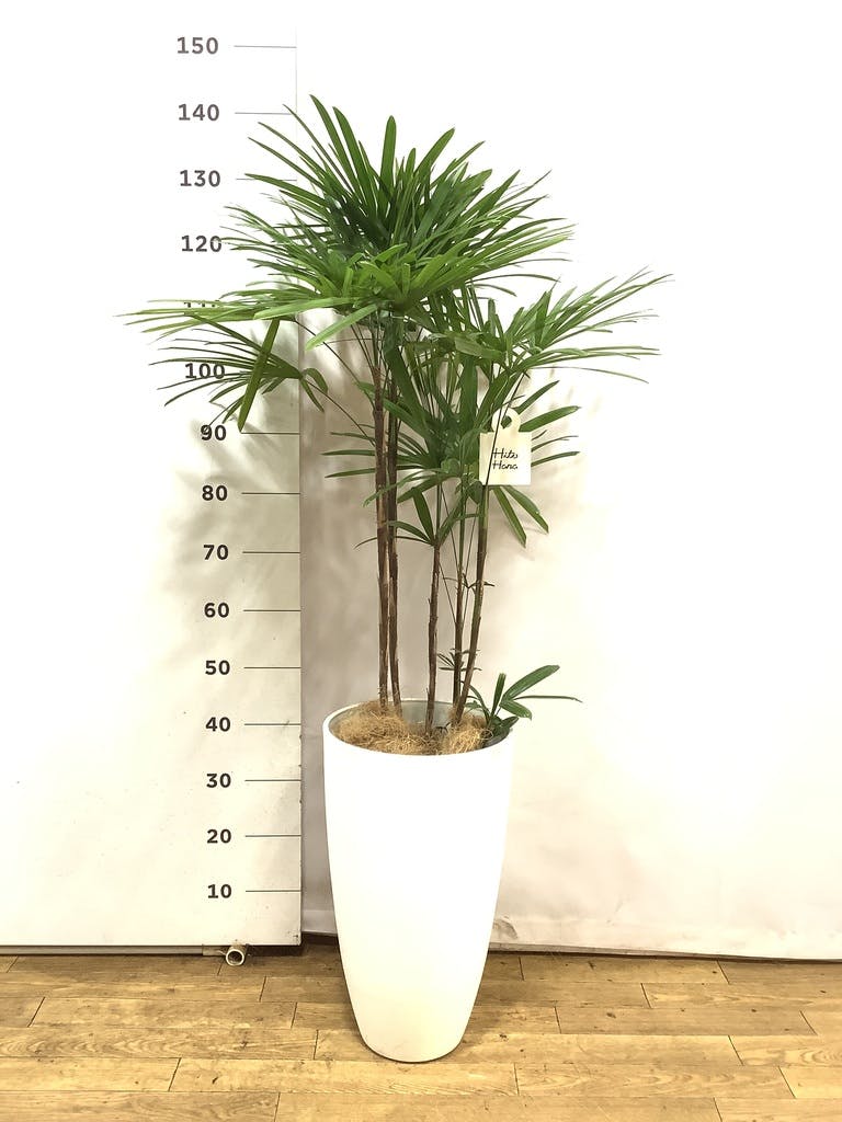 シュロチク　棕櫚竹　8号鉢　43 観葉植物 観葉植物 シュロチク（棕櫚竹） 8号 プラスチック鉢 | 観葉植物なら