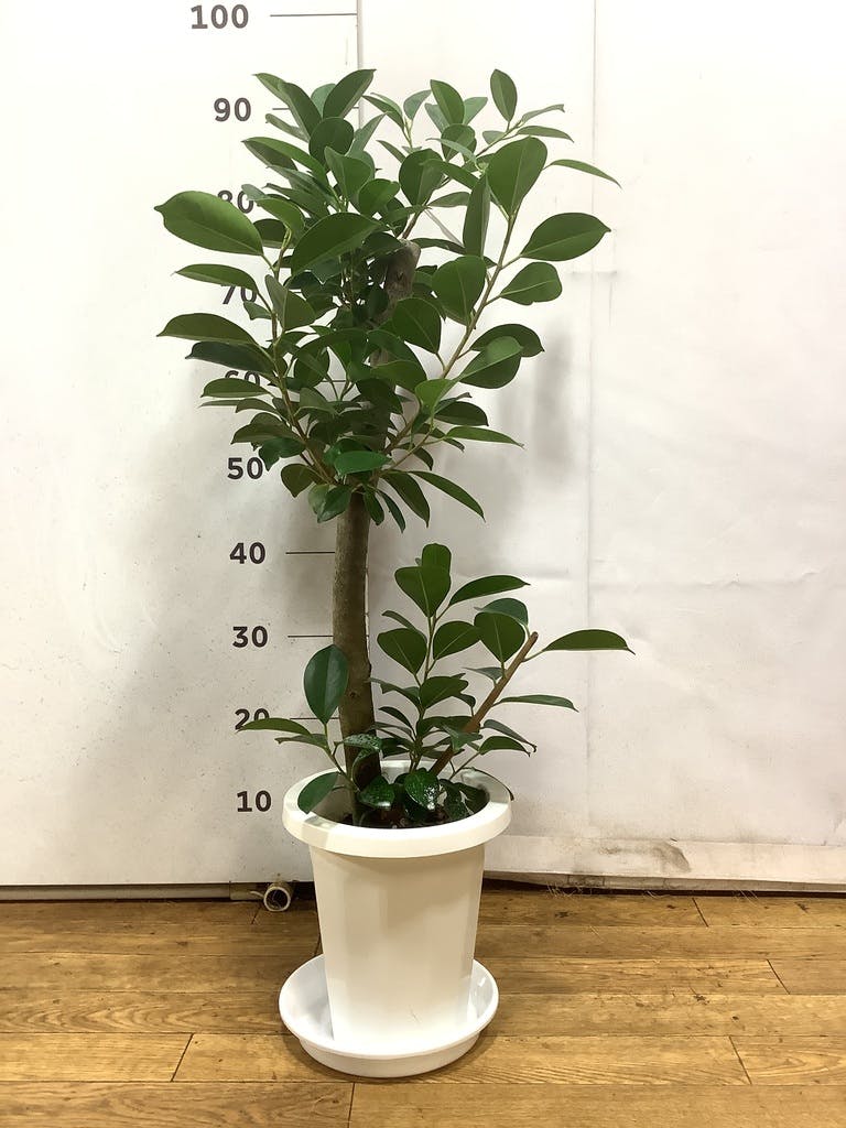 ガジュマル 7号 | 観葉植物通販HitoHana(ひとはな)