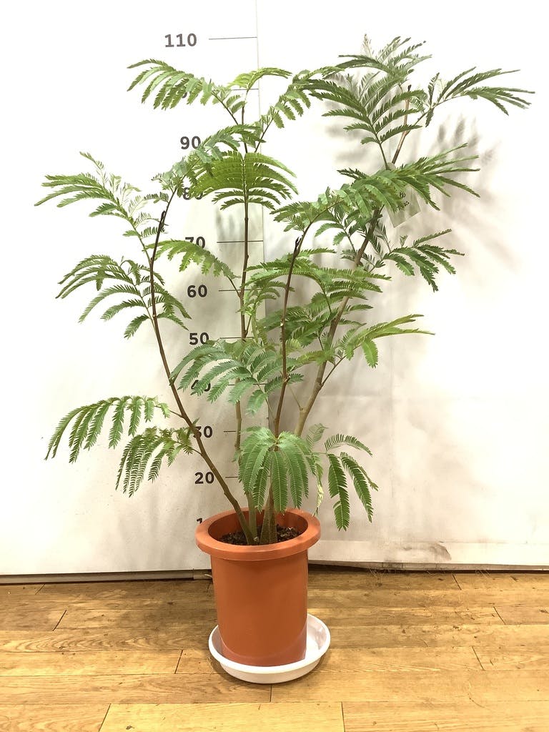 観葉植物 エバーフレッシュ 7号 ボサ造り プラスチック鉢 | 観葉植物