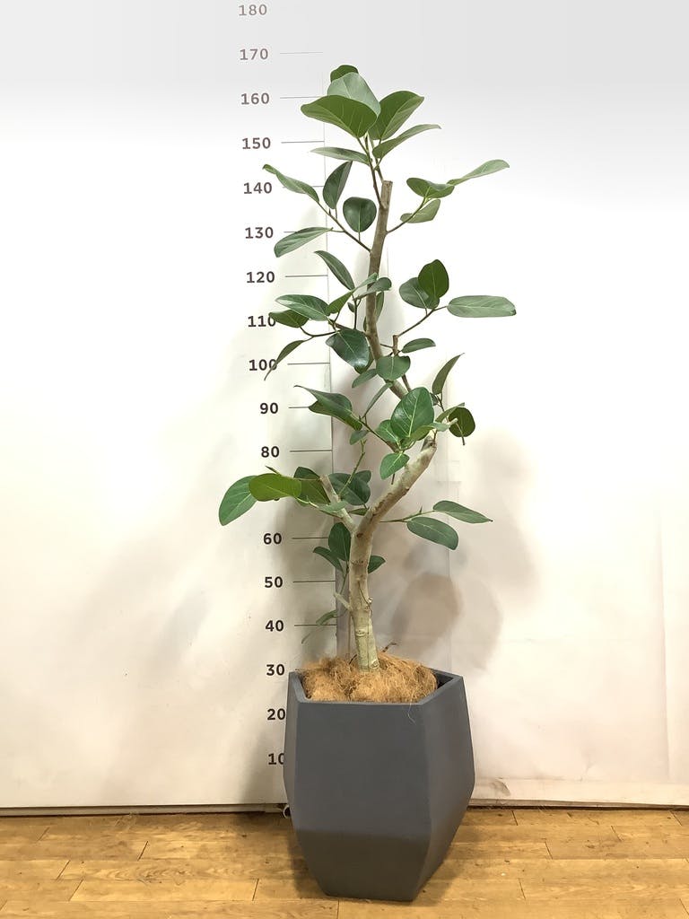 観葉植物 フィカス ベンガレンシス 8号 曲り ファイバークレイGray
