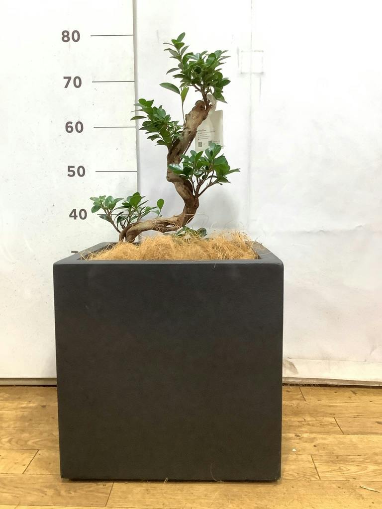 観葉植物 ガジュマル 8号 ベータ キューブプランター 黒 付き | 観葉