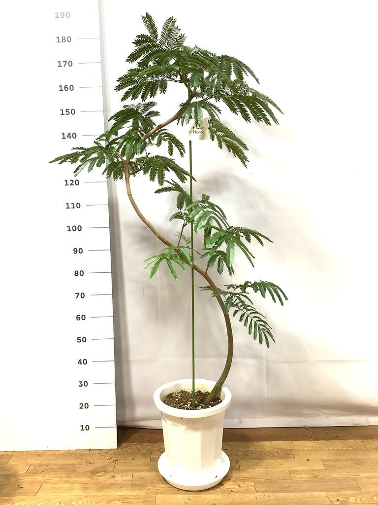 観葉植物 エバーフレッシュ 10号 曲り プラスチック鉢 | 観葉植物なら