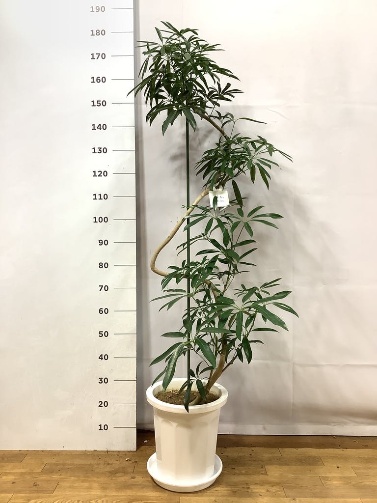 シェフレラ アンガスティフォリア 曲がり | HitoHana(ひとはな)