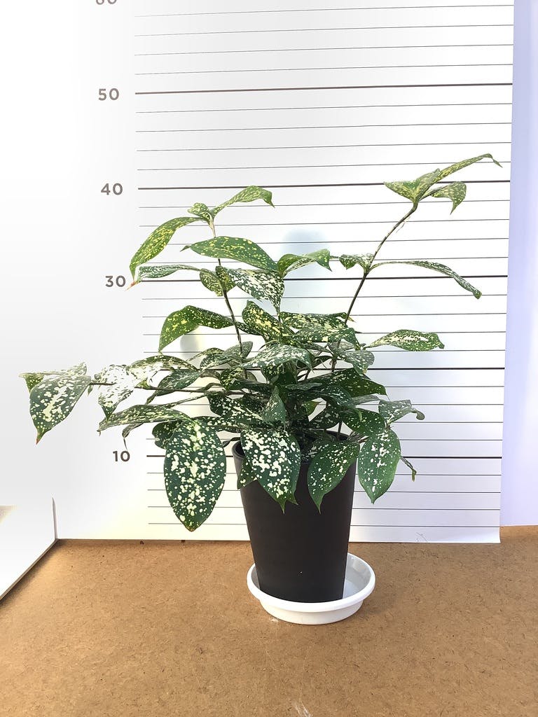 観葉植物 ドラセナ ゴッドセフィアーナ 4号 プラスチック鉢 | 観葉植物