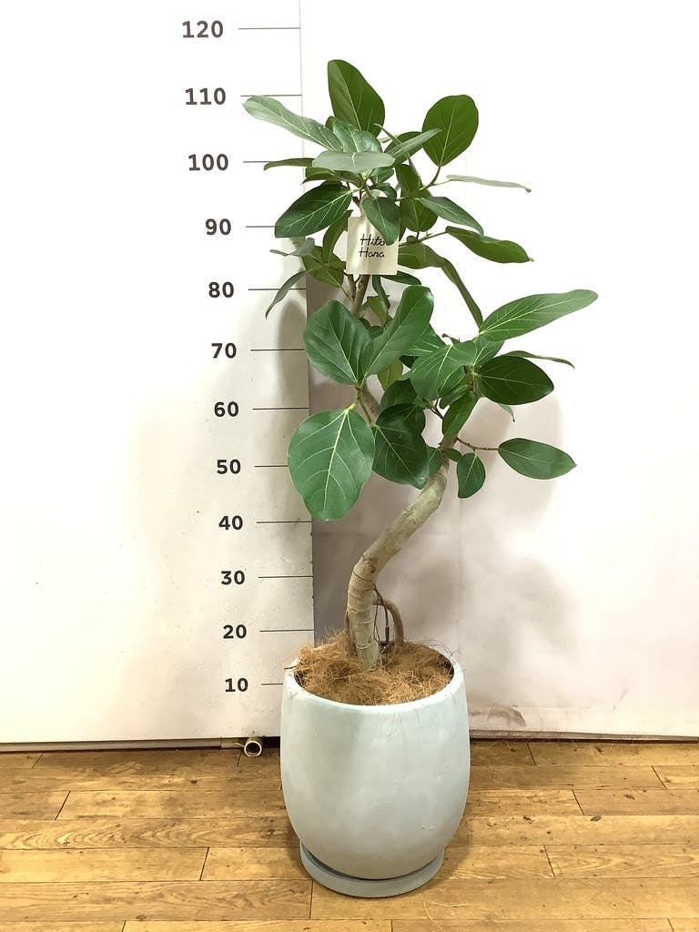 フィカス ベンガレンシス 7号 | 観葉植物 | 送料無料でお届け