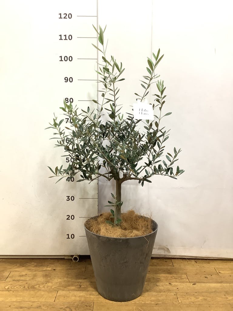 オリーブの木 アスコラーナ 7号 約140cm NO.846 現品掲載 【公式通販】