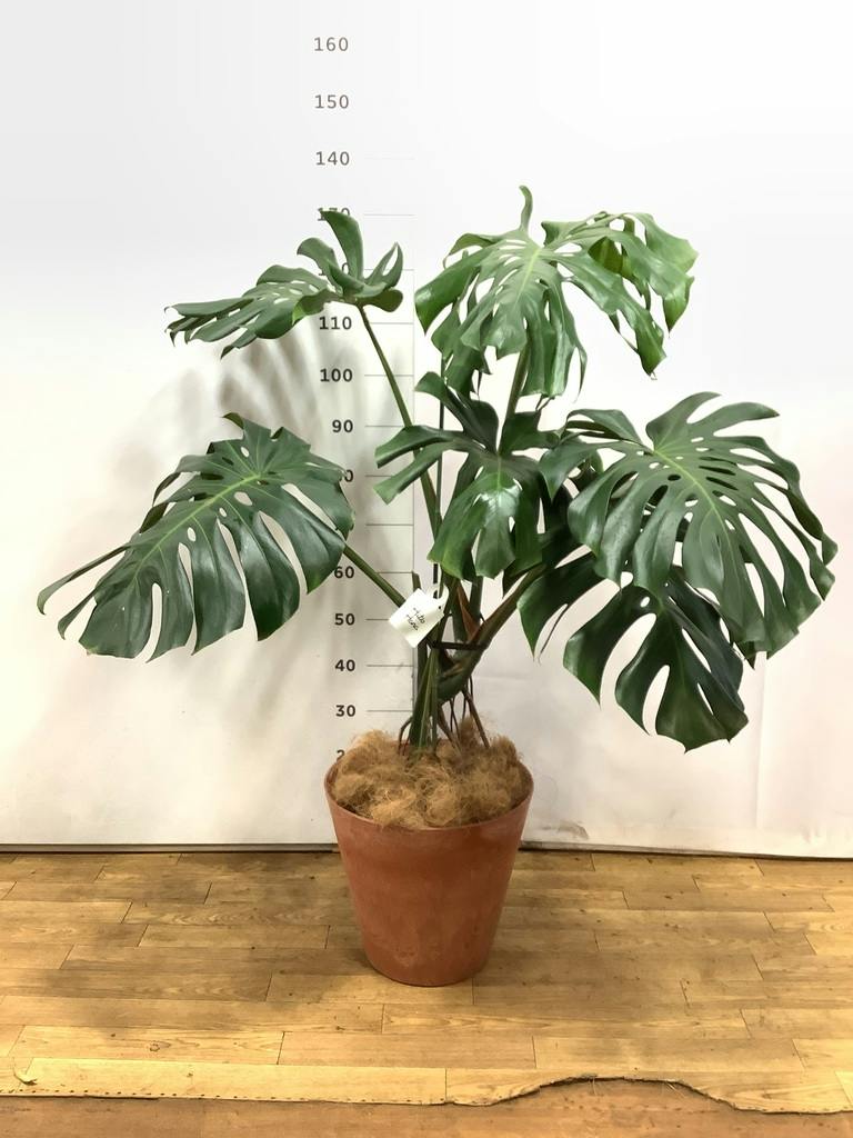 観葉植物 モンステラ 8号 根あがり アートストーン ラウンド TERRA