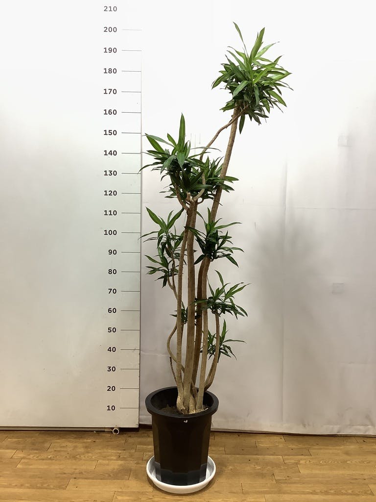 ドラセナ ソング オブ ジャマイカ 10号 | 観葉植物 | インテリアや