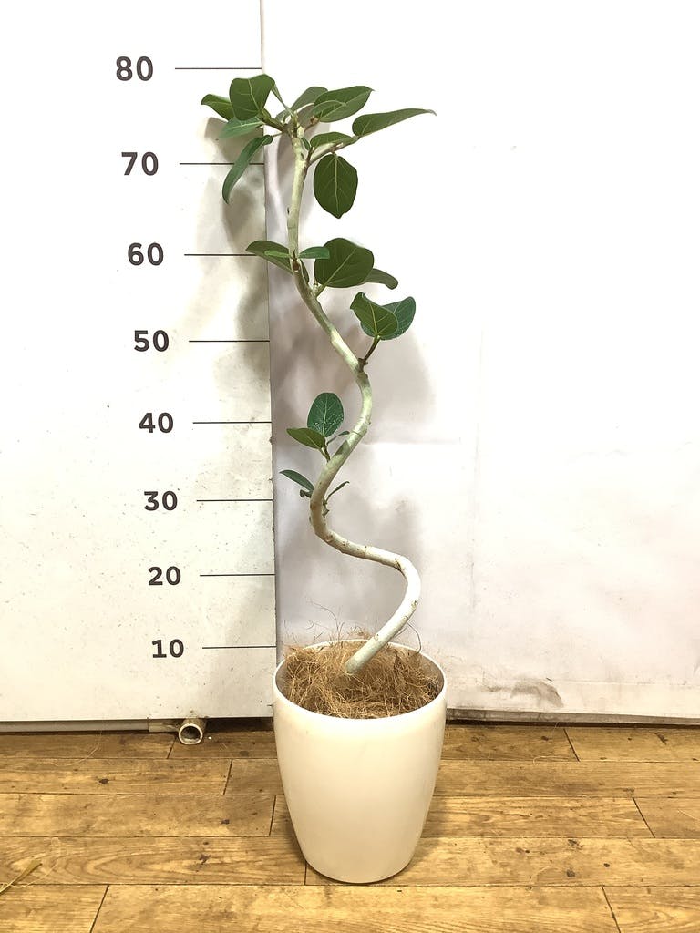フィカス ベンガレンシス 5号 | 観葉植物通販 HitoHana（ひとはな）