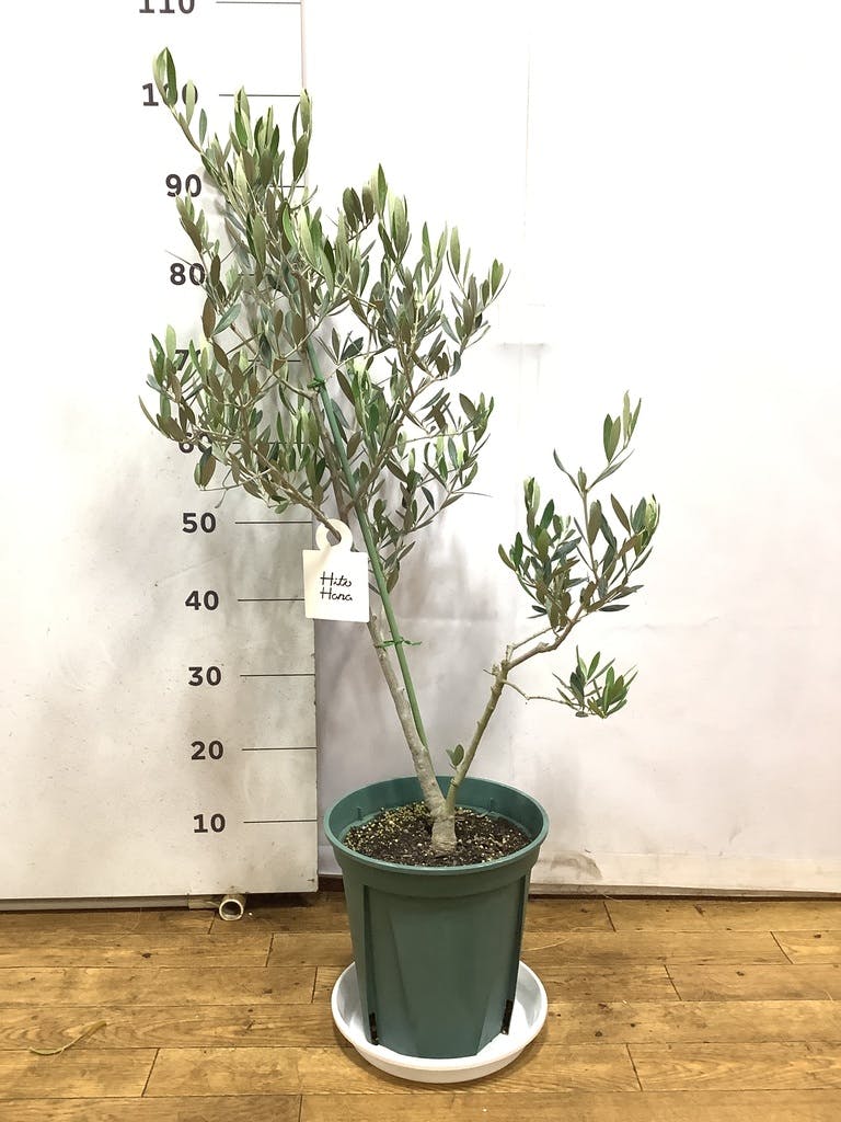 オリーブの木 オヒブランカ | 観葉植物 | 送料無料でお届け - Hitohana