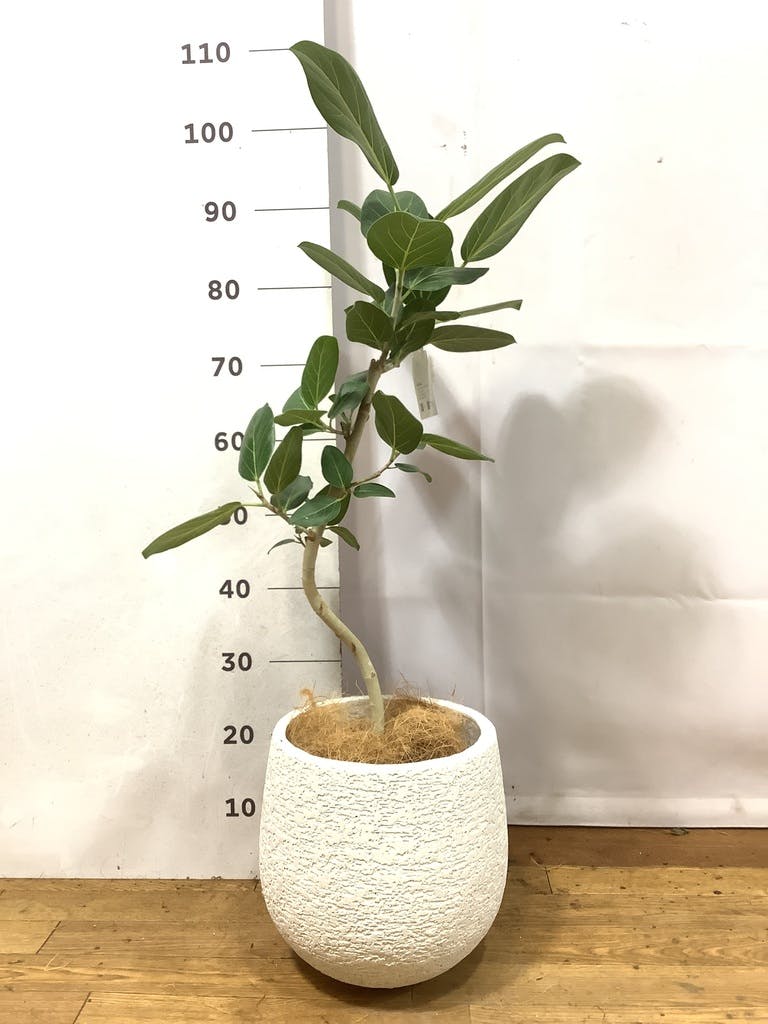 観葉植物 フィカス ベンガレンシス 6号 曲り ラウンド 付き | 観葉植物