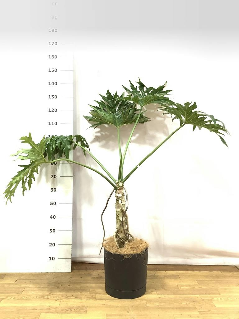 セローム ヒトデカズラ 根あがり | 観葉植物通販HitoHana(ひとはな)