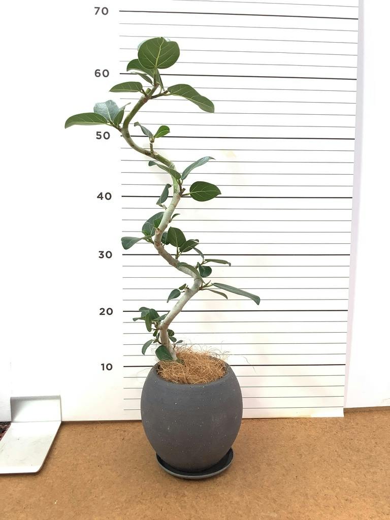 観葉植物 フィカス ベンガレンシス 4号 曲り エッジ ボール ブラック