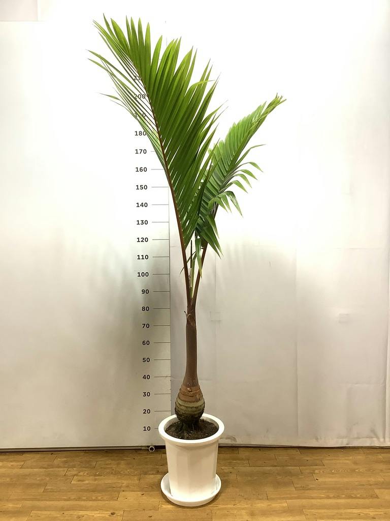 観葉植物 トックリヤシ 10号 プラスチック鉢 | 観葉植物ならHitoHana