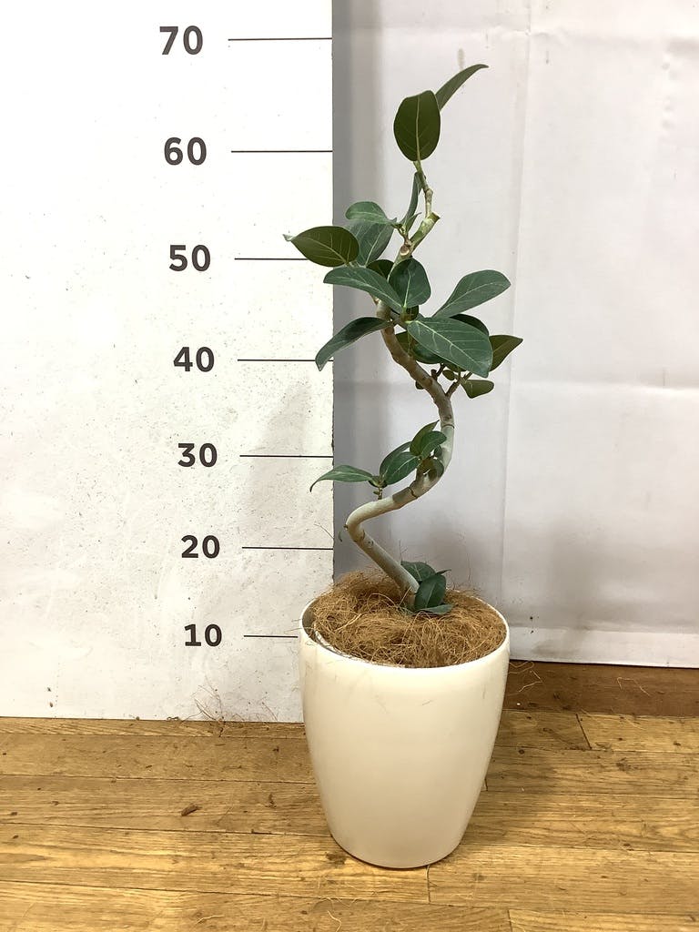 フィカス ベンガレンシス 5号 | 観葉植物通販 HitoHana（ひとはな）