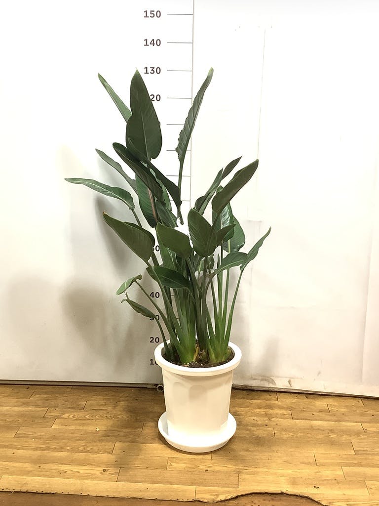 観葉植物 ストレリチア (ストレチア) レギネ 10号 プラスチック鉢