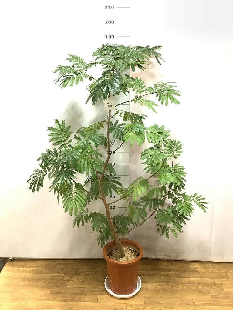 観葉植物 エバーフレッシュ 10号 ボサ造り プラスチック鉢 | 観葉植物