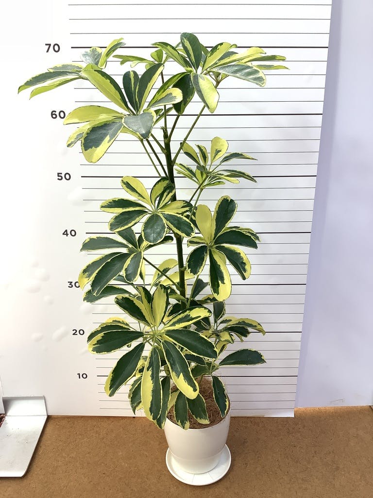 観葉植物 カポック（シェフレラ） 4号 斑入り ルーツ 15 K ブラック