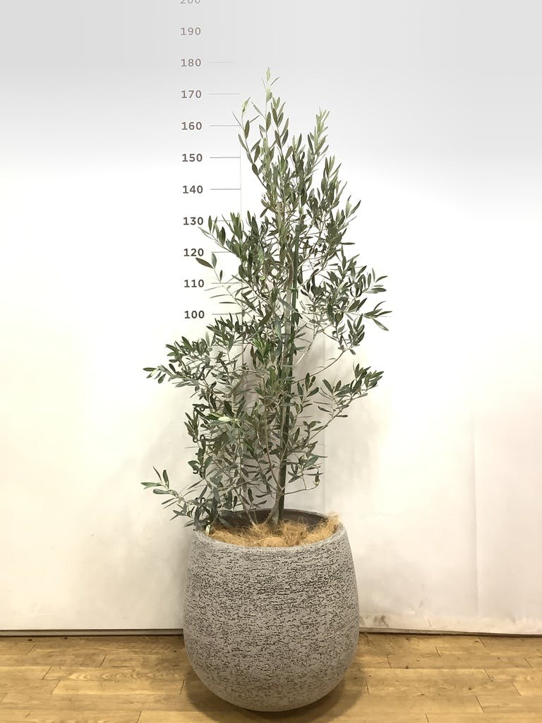 30,000円～50,000円の観葉植物 | 送料無料でお届け | Hitohana（ひとはな）