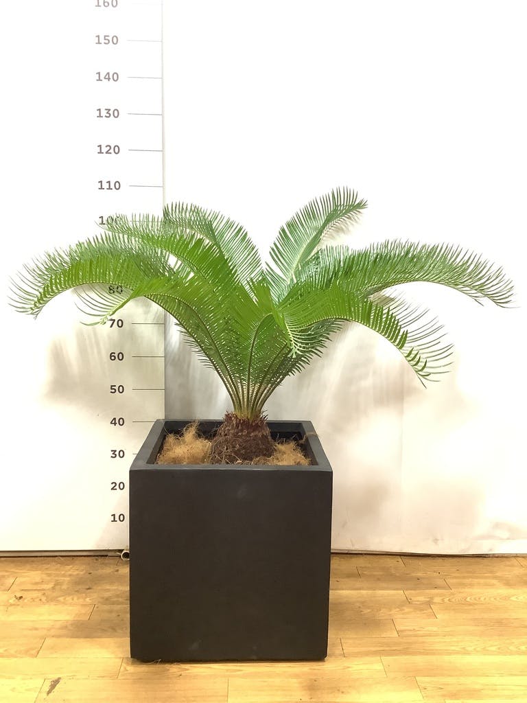 ソテツ 10号 | 観葉植物 | インテリアやギフトに - Hitohana（ひとはな）