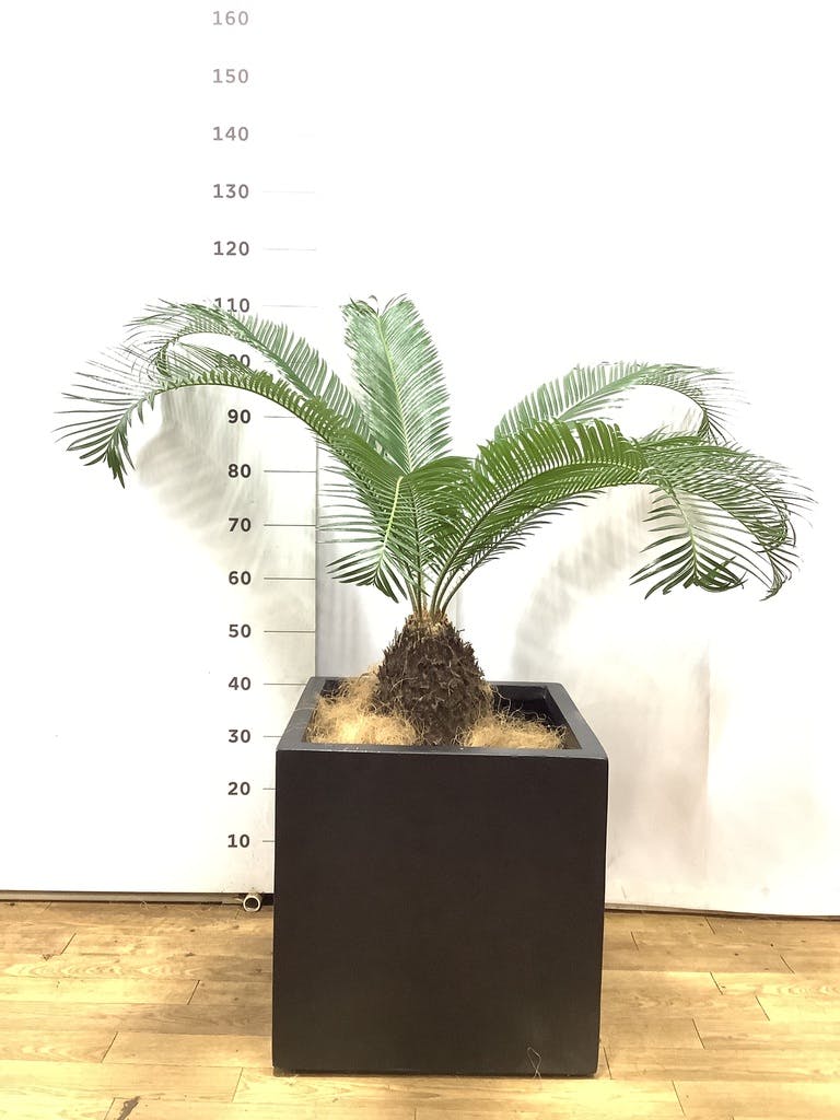 ソテツ 10号 | 観葉植物 | インテリアやギフトに - Hitohana（ひとはな）