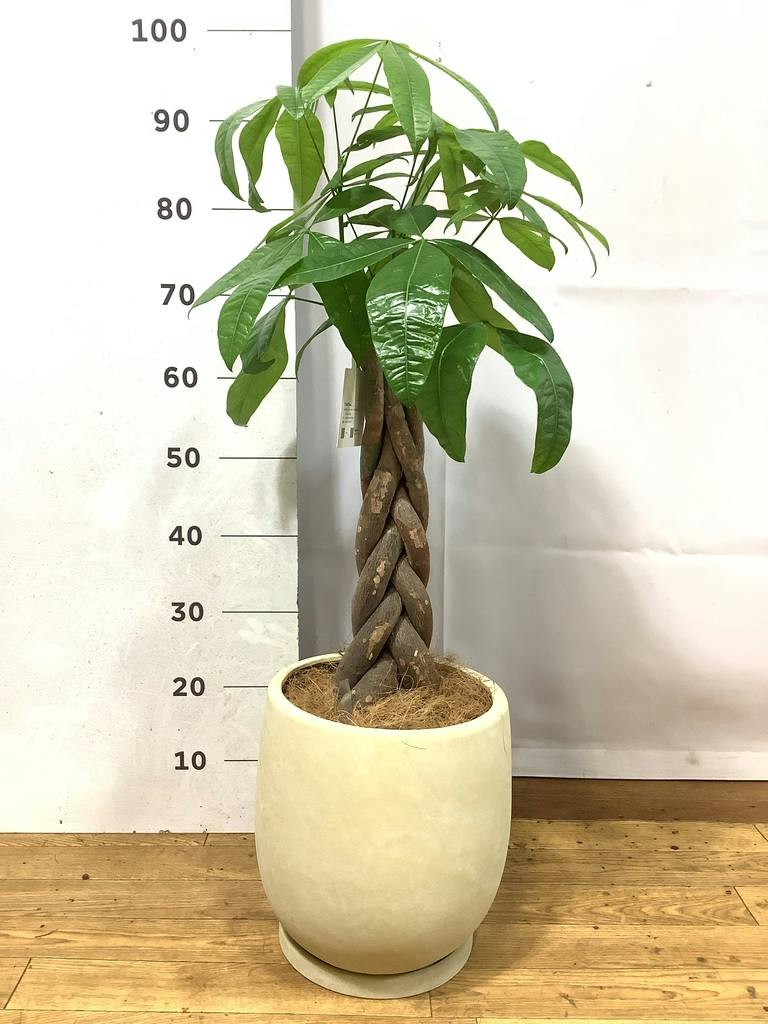 観葉植物 パキラ 【75cm】 7号 古木仕立て #73082 | 観葉植物なら