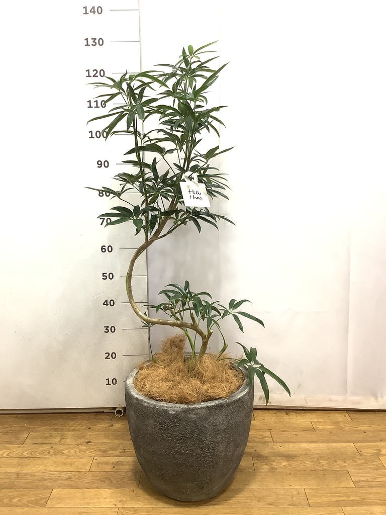 シェフレラ アンガスティフォリア 曲がり | HitoHana(ひとはな)