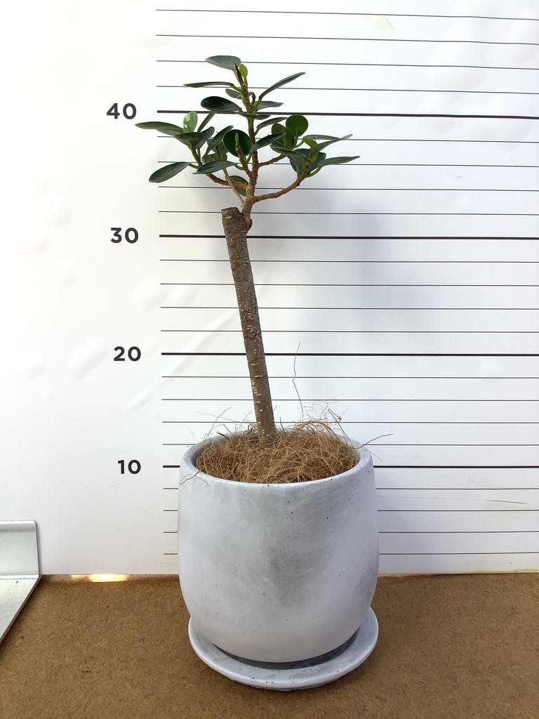 パンダ ガジュマル 朴仕立て | 観葉植物通販 HitoHana（ひとはな）