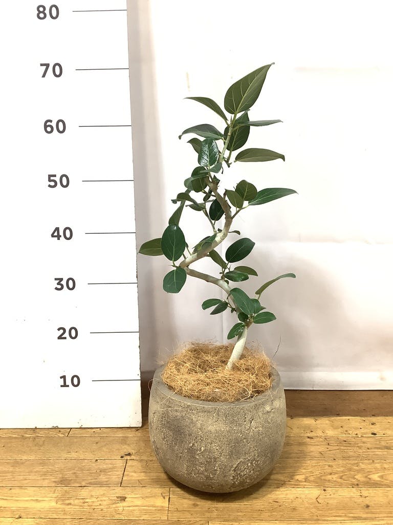 フィカス ベンガレンシス 5号 | 観葉植物通販 HitoHana（ひとはな）