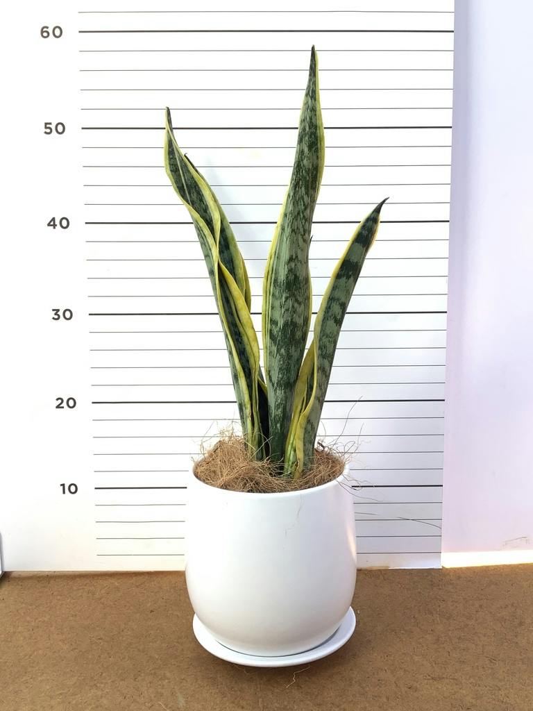 観葉植物 サンスベリア 4号 トラノオ オスト ボール マットホワイト