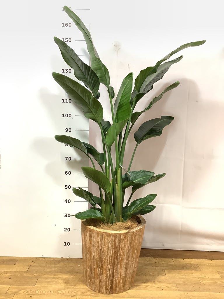 観葉植物 オーガスタ 10号 観葉植物 オーガスタ 10号 ファイバークレイGray 付き | 観葉植物なら