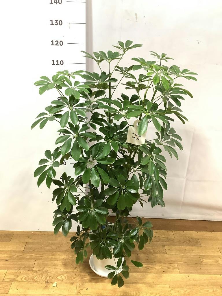 観葉植物 シェフレラ（カポック） 7号 ノーマル プラスチック鉢 | 観葉