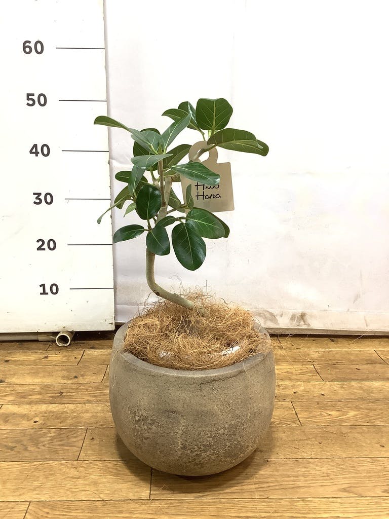 フィカス　ベンガレンシス5 観葉植物 フィカス ベンガレンシス 5号 曲り シリンダーポット 付き