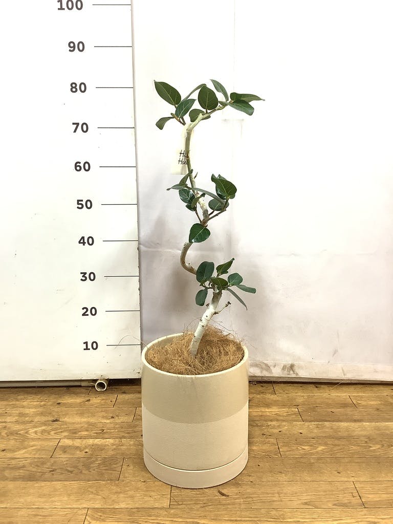 フィカス　ベンガレンシス5 観葉植物 フィカス ベンガレンシス 5号 曲り シリンダーポット 付き