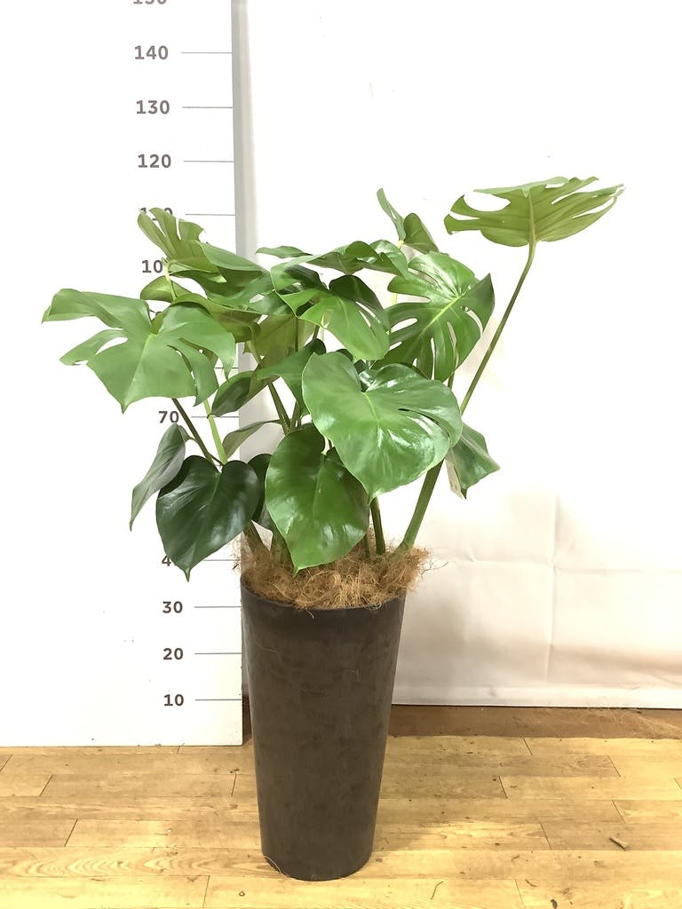 観葉植物 モンステラ 8号 ボサ造り リブラ モノ ブラウン 付き | 観葉