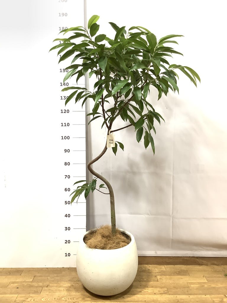フィカス アムステルキング 写真 | 観葉植物通販HitoHana(ひとはな)