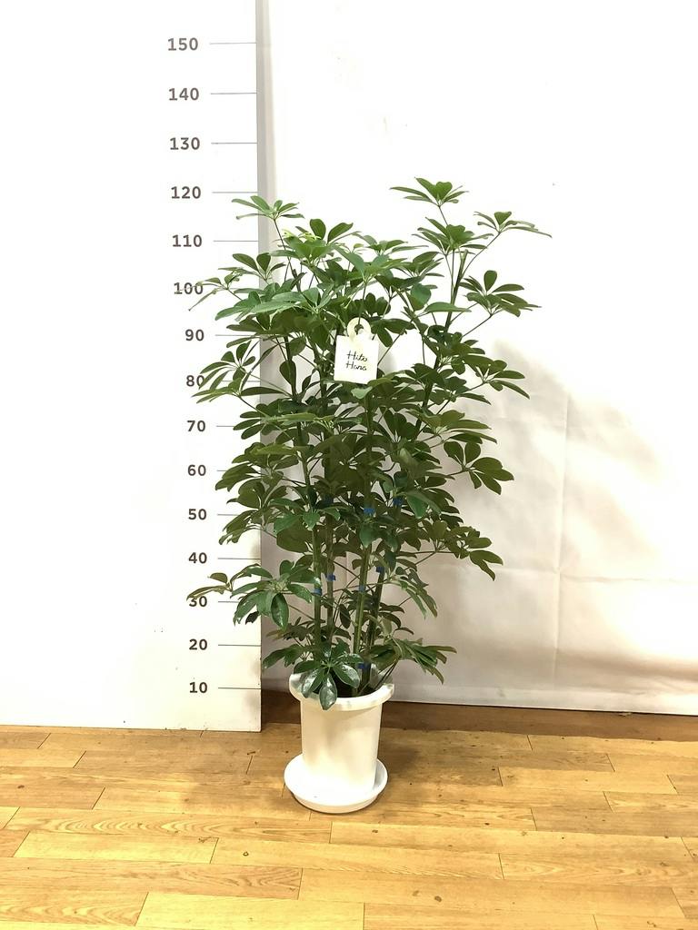 観葉植物 シェフレラ（カポック） 7号 ノーマル プラスチック鉢 | 観葉