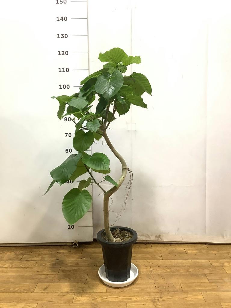 観葉植物 フィカスウンベラータ 7号 曲り プラスチック鉢 | 観葉植物