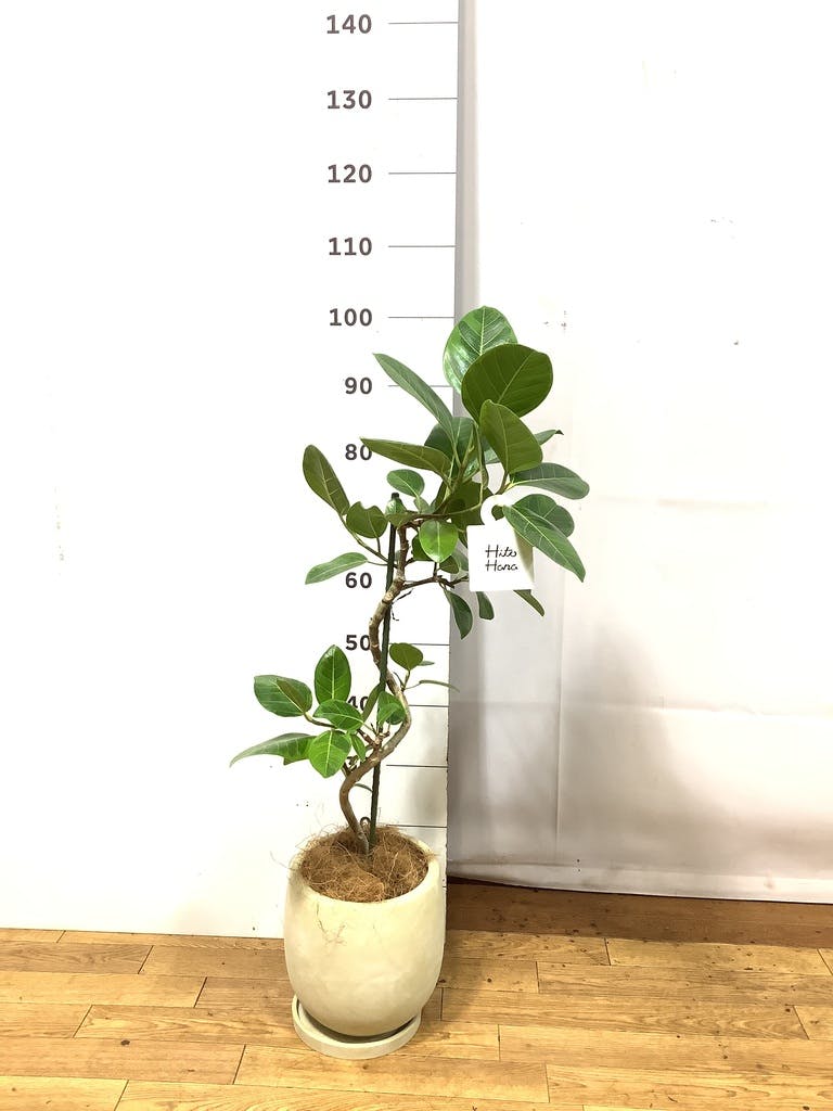フィカス アルテシーマ 6号 | 観葉植物 | インテリアやギフトに