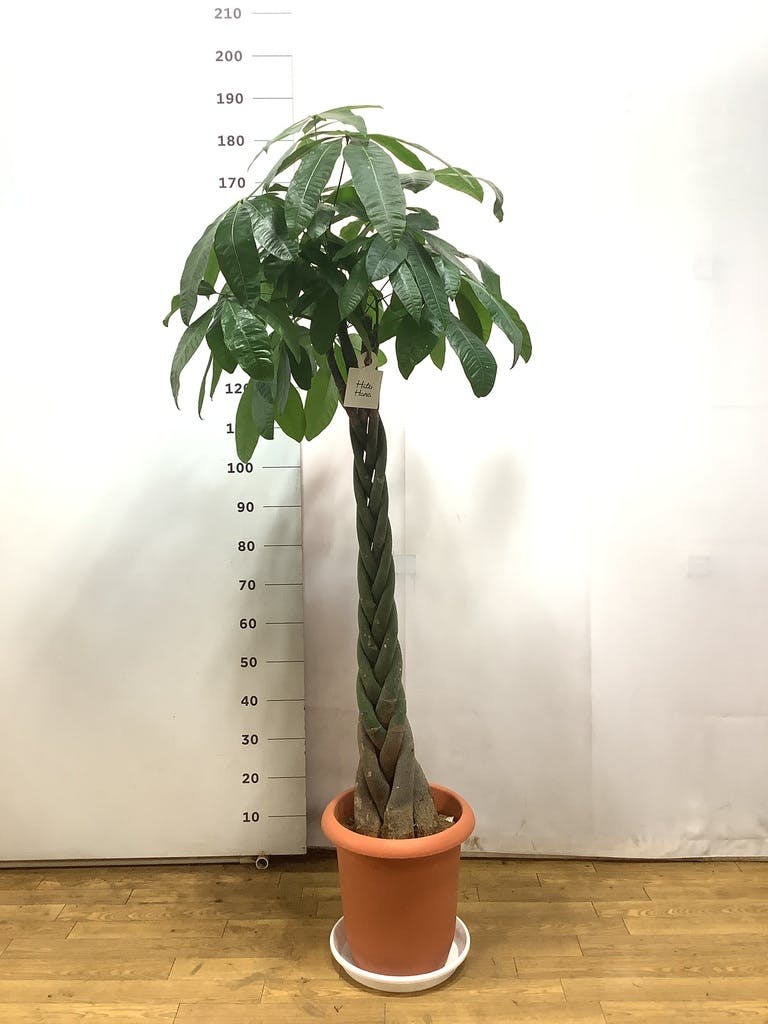 観葉植物 パキラ 10号 ねじり プラスチック鉢 | 観葉植物ならHitoHana